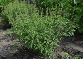 Kivumbashi lime bazsalikom - Különleges fűszernövények az Egzotikus Növények Stúdiója kínálatából
